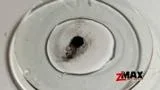 Why You Need zMAX